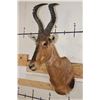 Image 2 : RED HARTEBEEST Shoulder Mount