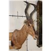 Image 3 : RED HARTEBEEST Shoulder Mount