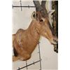 Image 4 : RED HARTEBEEST Shoulder Mount