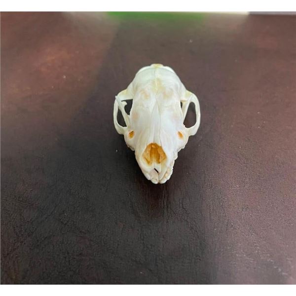 *New* and *Rarely Seen* EUROPEAN HEDGEHOG Full Skull with All its Teeth