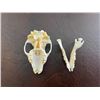 Image 3 : *New* and *Rarely Seen* EUROPEAN HEDGEHOG Full Skull with All its Teeth