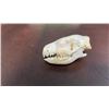 Image 4 : *New* and *Rarely Seen* EUROPEAN HEDGEHOG Full Skull with All its Teeth