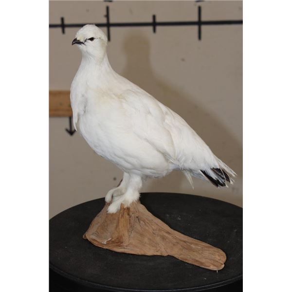 Life-sized ROCK PTARMIGAN Bird on a Driftwood Base