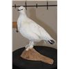 Image 1 : Life-sized ROCK PTARMIGAN Bird on a Driftwood Base