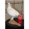 Image 2 : Life-sized ROCK PTARMIGAN Bird on a Driftwood Base