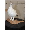 Image 3 : Life-sized ROCK PTARMIGAN Bird on a Driftwood Base