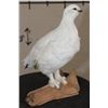 Image 4 : Life-sized ROCK PTARMIGAN Bird on a Driftwood Base