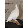 Image 5 : Life-sized ROCK PTARMIGAN Bird on a Driftwood Base