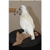 Image 6 : Life-sized ROCK PTARMIGAN Bird on a Driftwood Base