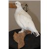 Image 7 : Life-sized ROCK PTARMIGAN Bird on a Driftwood Base