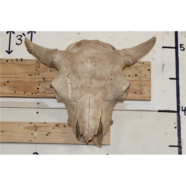 BUFFALO or BISON Skull with a Heavy Duty Wire Hanger