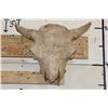 Image 1 : BUFFALO or BISON Skull with a Heavy Duty Wire Hanger