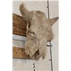 Image 3 : BUFFALO or BISON Skull with a Heavy Duty Wire Hanger
