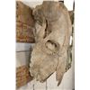 Image 4 : BUFFALO or BISON Skull with a Heavy Duty Wire Hanger