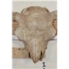 Image 5 : BUFFALO or BISON Skull with a Heavy Duty Wire Hanger