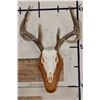 Image 1 : 8-Point WHITETAIL Skull on a Wooden Plaque