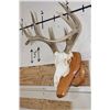 Image 2 : 8-Point WHITETAIL Skull on a Wooden Plaque