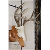 Image 3 : 8-Point WHITETAIL Skull on a Wooden Plaque