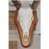 Image 4 : 8-Point WHITETAIL Skull on a Wooden Plaque