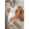 Image 5 : 8-Point WHITETAIL Skull on a Wooden Plaque