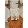 Image 7 : 8-Point WHITETAIL Skull on a Wooden Plaque
