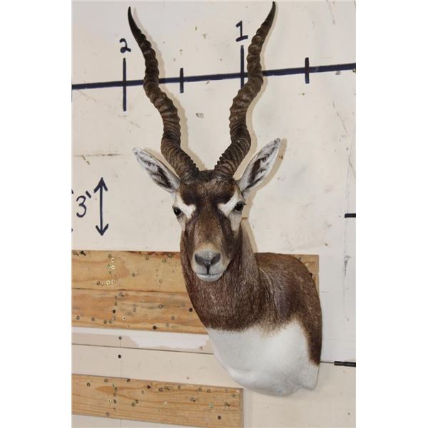BLACKBUCK Shoulder Mount