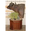 Image 11 : CAPE BUFFALO on a Wood Pedestal with Wheels