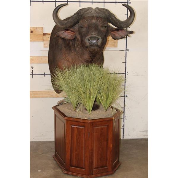 CAPE BUFFALO on a Wood Pedestal with Wheels