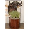 Image 1 : CAPE BUFFALO on a Wood Pedestal with Wheels