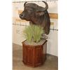 Image 2 : CAPE BUFFALO on a Wood Pedestal with Wheels