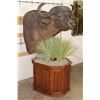 Image 3 : CAPE BUFFALO on a Wood Pedestal with Wheels