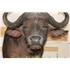 Image 5 : CAPE BUFFALO on a Wood Pedestal with Wheels