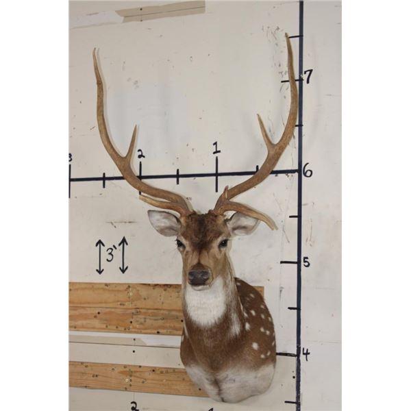 AXIS DEER Shoulder Mount with Atypical Brow Tines