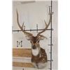 Image 1 : AXIS DEER Shoulder Mount with Atypical Brow Tines