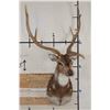 Image 2 : AXIS DEER Shoulder Mount with Atypical Brow Tines