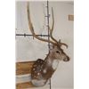 Image 3 : AXIS DEER Shoulder Mount with Atypical Brow Tines