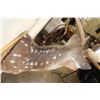 Image 8 : AXIS DEER Shoulder Mount with Atypical Brow Tines