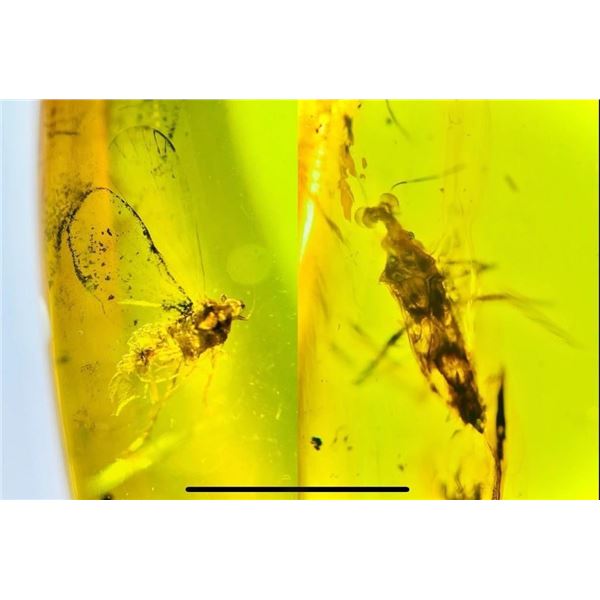 Authentic Myanmar AMBER Fossil Specimen with a Pentatomidae Cicada Insect Inside