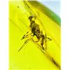 Image 3 : Authentic Myanmar AMBER Fossil Specimen with a Pentatomidae Cicada Insect Inside