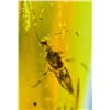 Image 4 : Authentic Myanmar AMBER Fossil Specimen with a Pentatomidae Cicada Insect Inside