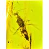 Image 5 : Authentic Myanmar AMBER Fossil Specimen with a Pentatomidae Cicada Insect Inside