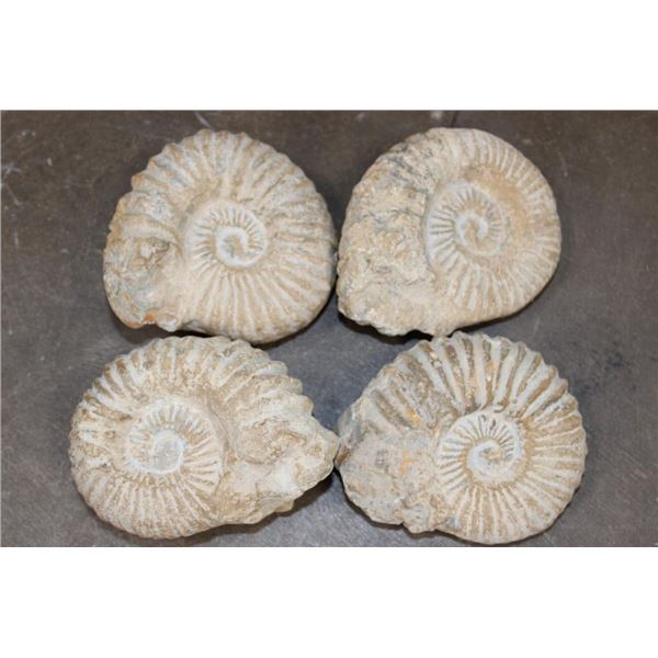 (4) AMMONITE FOSSILS from Morocco, (ONE$)