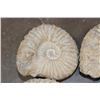 Image 3 : (4) AMMONITE FOSSILS from Morocco, (ONE$)