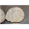 Image 4 : (4) AMMONITE FOSSILS from Morocco, (ONE$)