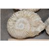 Image 5 : (4) AMMONITE FOSSILS from Morocco, (ONE$)