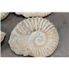 Image 6 : (4) AMMONITE FOSSILS from Morocco, (ONE$)