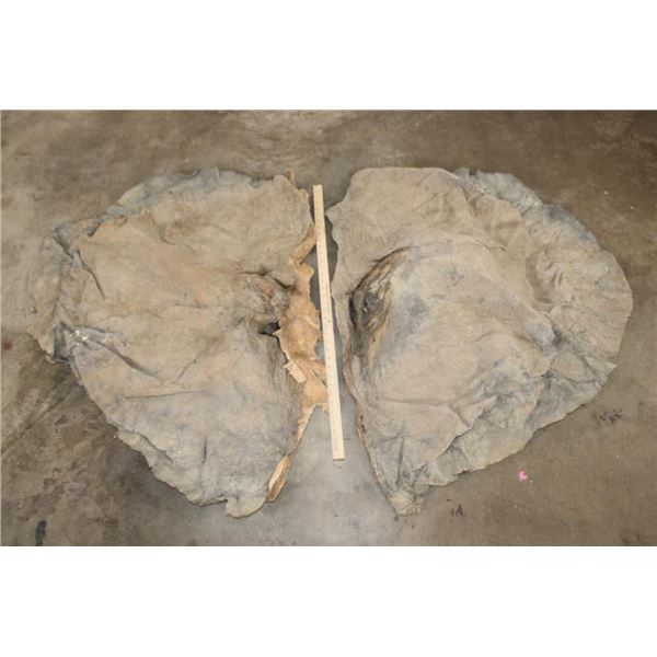 Pair (2) African ELEPHANT Ears (ONE$)