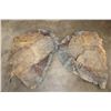 Image 4 : Pair (2) African ELEPHANT Ears (ONE$)