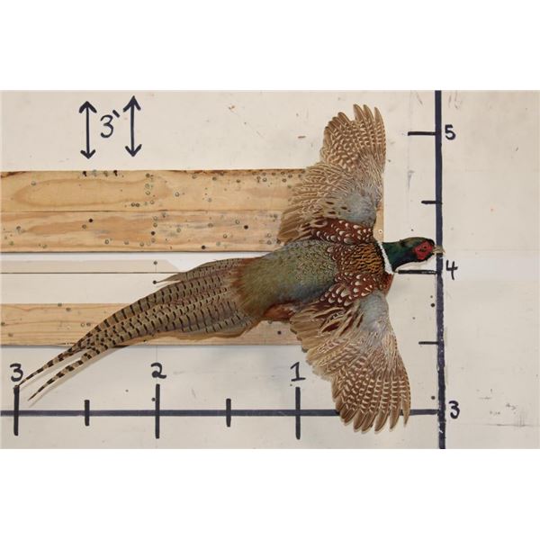 Life-sized Flying RING NECK PHEASANT on a Wooden Wall Hanger