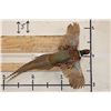 Image 1 : Life-sized Flying RING NECK PHEASANT on a Wooden Wall Hanger